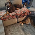 Stella Luna, Arlo Ezekiel, & Sherman Howard Roadtrip Carpenter - @carpenterdogss - Instagram