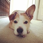 Stella Star Cartwright - @stellas_ear - Instagram
