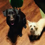 Stella & Cash - @cashandstellatakeovertheworld - Instagram
