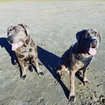 Stella & Cash - @corso_pnw_ - Instagram