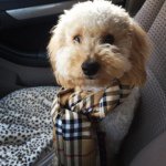 Stella cash - @stellathetinygoldendoodle - Instagram