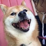 Stella Cash - @pupper_stella - Instagram