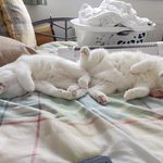 Casper and Stella - @casperandstella - Instagram