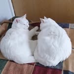 Casper and Stella B - @casperandstellab - Instagram