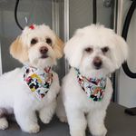 Casper&Stella - @casper_and_stella - Instagram