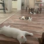 Patches, Stella and Casper - @my_3_kitties - Instagram