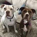Stella & Casper - @stella.casper - Instagram