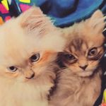 Stella & Casper 🎀 - @stellacasper - Instagram