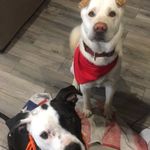 Stella And Casper - @casperandstellashow - Instagram