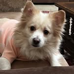 Stella Casper 🐶 - @stella_casper_dog - Instagram