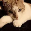 stellacastles - @stellacastles - TikTok