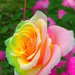Stella Celeste - Facebook