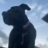 Stella Rose 🌹 🐾 - @stellarosechatman - TikTok