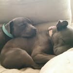 cheeky & stella_bluestaffy - @stellacheeky - Instagram