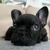 Cheeky Stella - @cheeky_stella - TikTok