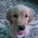 stella-cherry🍒 - @stella_cherry.thegoldens - Instagram