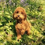 Stella Clements - @stella_clements - Instagram