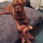 Colin Stella - @colin_stella - Instagram