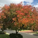 Stella Collier - @stellacollier44 - Instagram