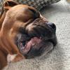 Compton 🐶 - @compton.and.stella03 - TikTok