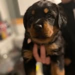 Stella Dalton - @stella080710 - Instagram
