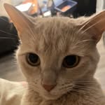 Dillon stellato - @dillonstellat0 - Instagram
