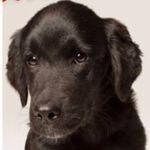 Stella Dillon - @stelladillon_dog - Instagram
