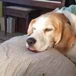 Stella Dillon - @stelladillon27 - Instagram