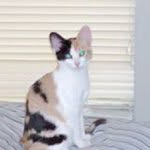 Stella Dipple - @starwolf2274 - Instagram