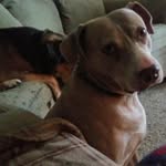 stella dipple - @stelladipple - Instagram
