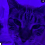 tiara <3 - @stella.doherty4life - Instagram