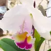 stelladominguez2509 - @stelladominguez2509 - TikTok