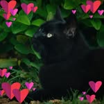 Stella E. Ellery - @stellaozza - Instagram