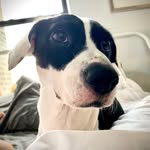 Stella Escobar - @stellathepitboodle - Instagram