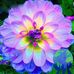 Stella Farmer - Facebook