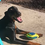 Stella Sky Fields - @stella_the_doberman - Instagram