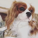 Stella Fowler - @stellaqueencharles - Instagram