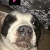 Stella 🐶 - @stella_loves_frank - TikTok