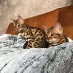 𝕃𝕦𝕟𝕒, 𝕊𝕥𝕖𝕝𝕝𝕒 & 𝔽𝕣𝕖𝕪𝕒 𓃠 - @bengals.luna.stella.freya - Instagram