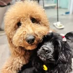 Stella & Freya - @meetstellafreya - Instagram