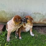 Stella & Freyja Kelpie x cattle - @stella_freyja_kelpiexredcattle - Instagram