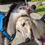 Stella and Freyja! - @stella_and_freyja - Instagram