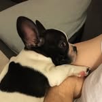 Stella Bean Frey - @stellafrenchiefrey - Instagram