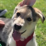Stella Freya - @stella.freya.thepuppy - Instagram