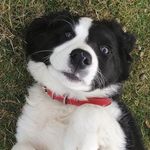 Stella Gardner - @belly_rub_queen_stella1000 - Instagram