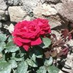 Stella Guy - @stellaguy - Instagram