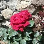 Stellaguy - @stellaguy8528 - Instagram