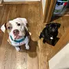 Heck-dogs-stella-chandler - @heckdogsstellacha - TikTok