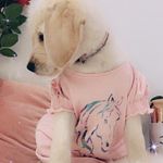 Stella herrington 🐩 - @stellalumiherrington - Instagram