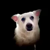 Stella Ho - @stellaho46 - TikTok
